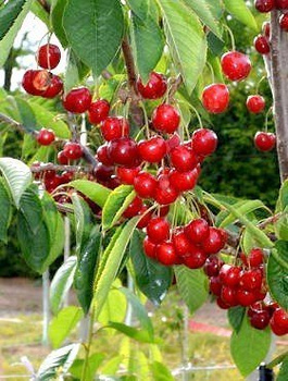 Süßkirsche Christiana - Wurzelnackte Pflanze