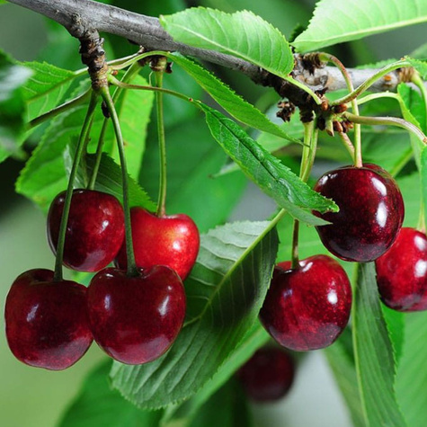 Mini-Zwergkirsche ‚Piemont’ - Wurzelnackte Pflanze