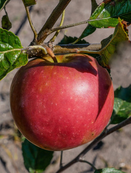 Apfelbaum Najdared - Wurzelnackte Pflanze