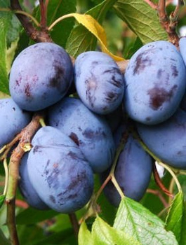 Pflaumenbaum Jojo - Wurzelnackte Pflanze