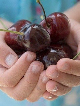 Süßkirsche Siestronka - Wurzelnackte Pflanze