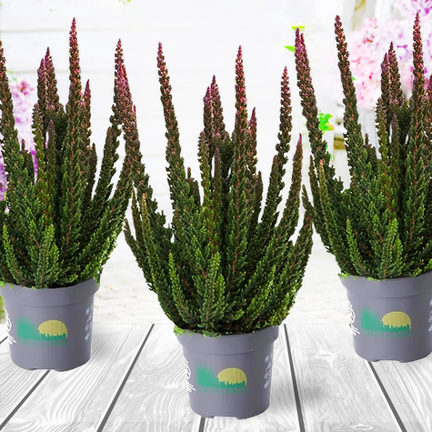 Heide Skyline Havanna anthrazit – Setzlinge