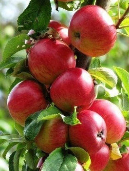 Apfelbaum Alwa - Wurzelnackte Pflanze