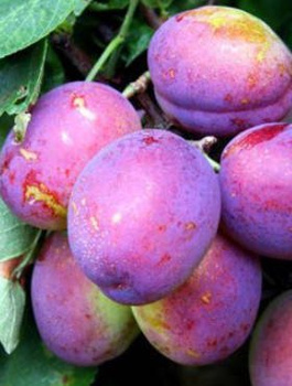 Pflaumenbaum Oneida - Wurzelnackte Pflanze