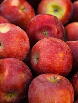 Apfelbaum Empire - Wurzelnackte Pflanze