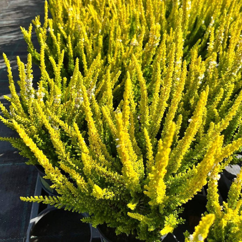 Wrzos pospolity Skyline Agneta żółty