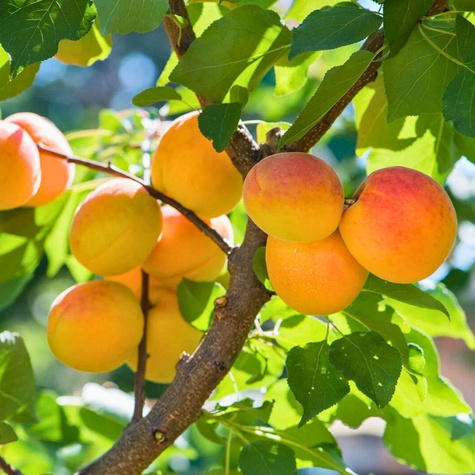 Aprikosenbaum Soledane - Wurzelnackte Pflanze