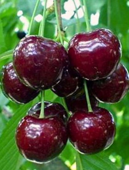 Süßkirsche Regina - Wurzelnackte Pflanze