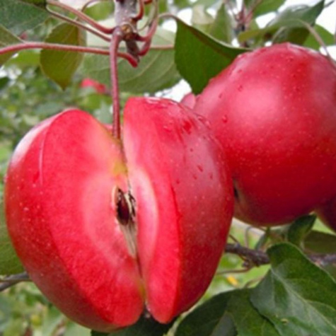 Apfelbaum Red Love - Wurzelnackte Pflanze