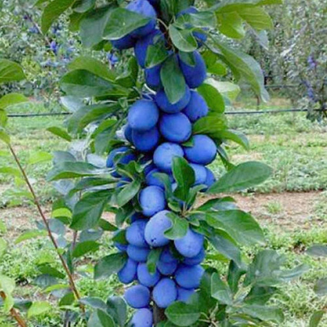 Säulen-Pflaumenbaum Fruca - Wurzelnackte Pflanze