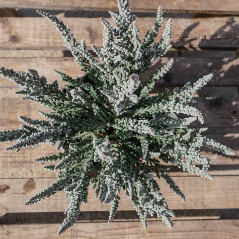 Wrzos pospolity Skyline Cologne srebrzysty