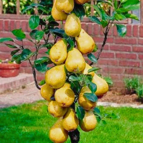 Säulen-Birnenbaum Saphira - Wurzelnackte Pflanze