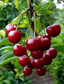 Sauerkirsche Debreceni Botermo - Wurzelnackte Pflanze