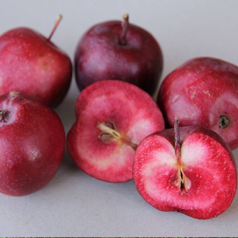 Apfelbaume Säulenobst Maypole Balerina Obstbaum Apfel 40cm/60cm