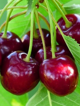 Süßkirsche Summit - Wurzelnackte Pflanze