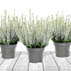 3x Weiße Knospenheide – Pflanzenset