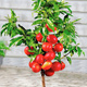 Nektarinenbaum Mini Zwerg Rubis Obstbaum Nektarine 120 cm / 160 cm