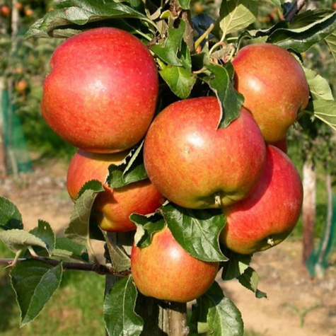 Apfelbaume Cesarz Wilhelm schorfresistent Obstbaum Apfel 80cm / 140cm