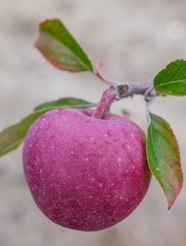 Apfelbaum Gloster - Wurzelnackte Pflanze