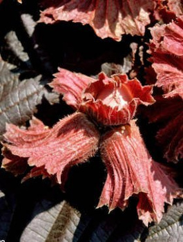 Haselnuss „Warschauer Rot” - Wurzelnackte Pflanze