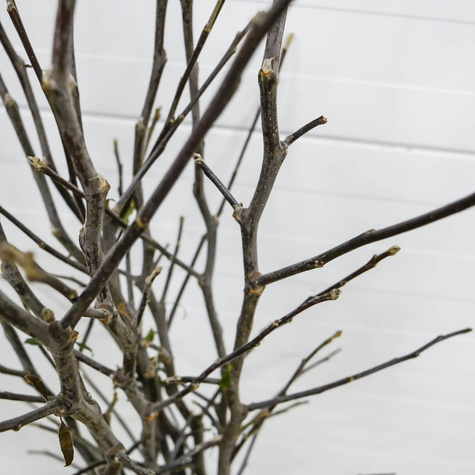 Apfelbaum Antonówka - Wurzelnackte Pflanze