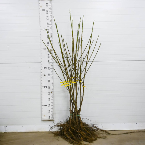 Süßkirsche Van - Wurzelnackte Pflanze