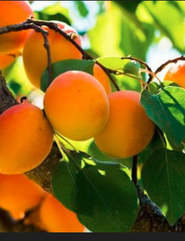 Aprikosenbaum Bergeron - Wurzelnackte Pflanze