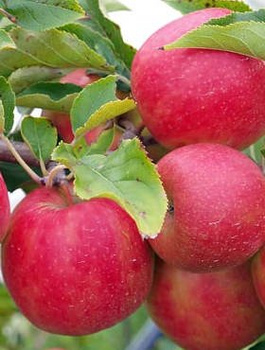 Apfelbaum Freedom - Wurzelnackte Pflanze