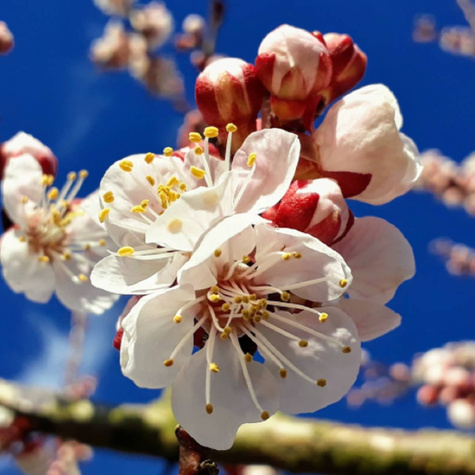 Afrikosenbaum Früh aus Morden - Wurzelnackte Pflanze