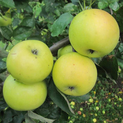 Apfelbaum Kosztela - Wurzelnackte Pflanze