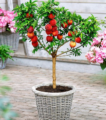Pfirsichbaum Mini Zwerg Honey Gold Obstbaum Pfirsich 120 cm / 160 cm