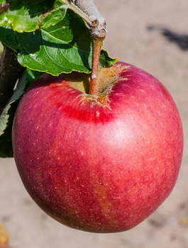 Apfelbaum Idared - Wurzelnackte Pflanze