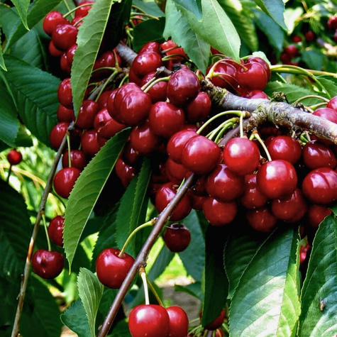 Säulenkirsche selbstfruchtbar Sweetheart Obstbaum Süßkirschen 80cm / 140cm