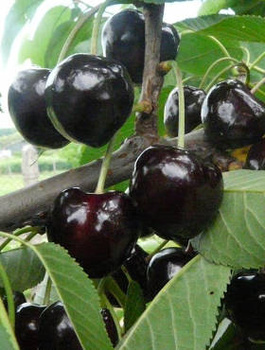 Süßkirsche Kasandra - Halbzwergform - Wurzelnackte Pflanze