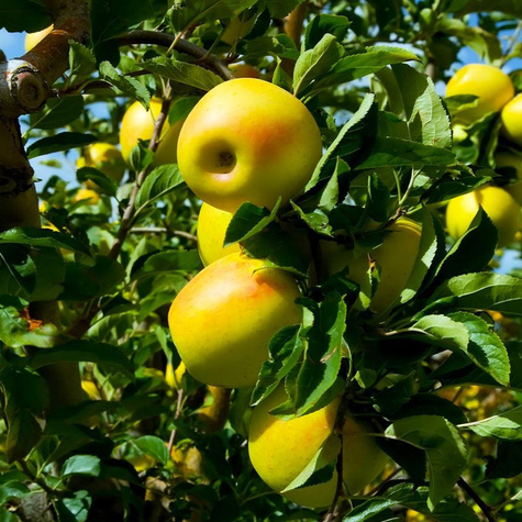 Duo Apfelbaum Malinowa + Golden Delicious - Wurzelnackte Pflanze