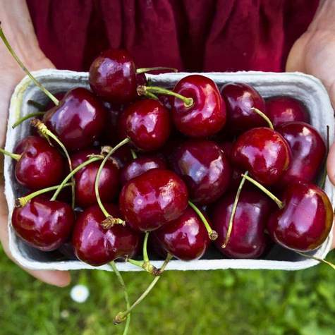Süßkirsche Majówka - Wurzelnackte Pflanze