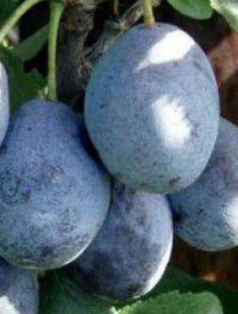 Pflaumenbaum Valjevka - Wurzelnackte Pflanze