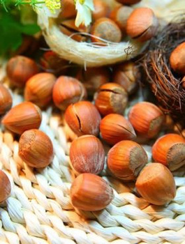 Haselnussbaum Garibaldi - Wurzelnackte Pflanze