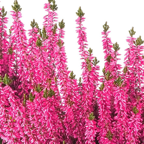 3x Rosa Knospenheide – Pflanzenset