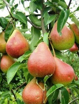 Birnenbaum Dicolor - Wurzelnackte Pflanze