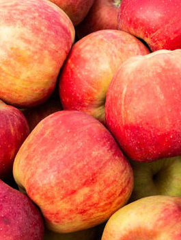 Apfelbaum Rajka - Wurzelnackte Pflanze