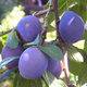 Pflaumenbaum Herman Obstbaum Pflaume 80cm / 140cm
