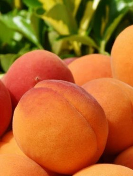 Aprikosenbaum Bergerouge - Wurzelnackte Pflanze