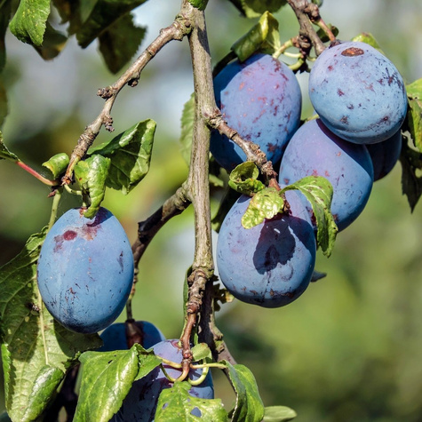 Pflaumenbaum Węgierka Wangenheima - Wurzelnackte Pflanze