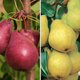 Duo-Birnbaum Williams und Williams Red - Wurzelnackte Pflanze