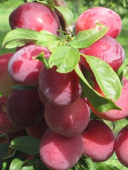 Japanischer Pflaumenbaum Kometa - Wurzelnackte Pflanze