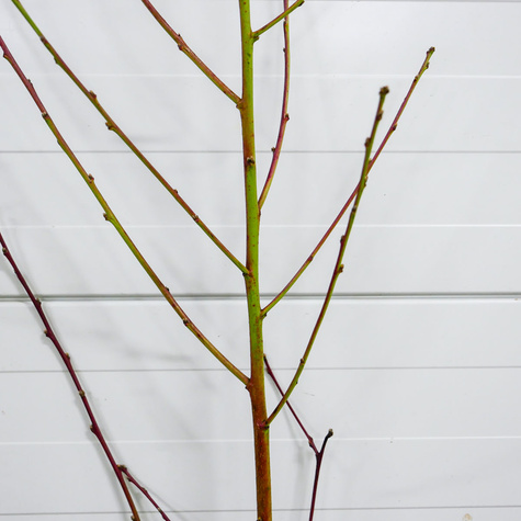 Pfirsichbaum „Redhaven“ - Wurzelnackte Pflanze