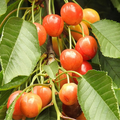 Süßkirsche Büttner’s Rote - Wurzelnackte Pflanze