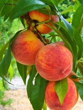 Pfirsichbaum Jerseyland - Wurzelnackte Pflanze