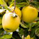 Apfelbaum Golden Delicious - Wurzelnackte Pflanze